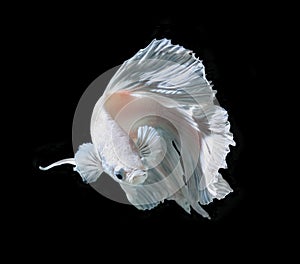 White Platt Platinum Siamese Fighting Fish .White siamese fighti