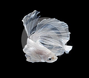 White Platt Platinum Siamese Fighting Fish . White siamese fighti