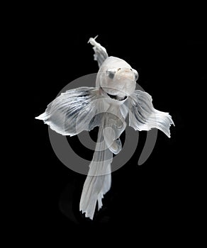 White Platt Platinum Siamese Fighting Fish .White siamese fighting fish, betta fish isolated on black background.