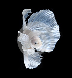 White Platt Platinum Siamese Fighting Fish .White siamese fighting fish, betta fish isolated on black background.