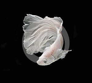 White Platt Platinum Siamese Fighting Fish .White siamese fighting fish, betta fish isolated on black background..
