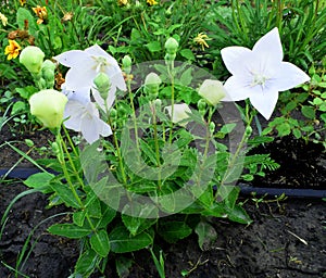 White Platycodon grandiflorus