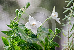 White Platycodon grandiflorus flower, balloon flower with buds a