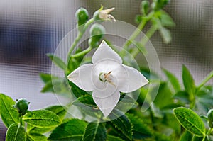 White Platycodon grandiflorus flower, balloon flower with buds