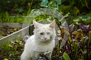 White playful cat outdoor