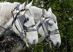 White Plow Horse