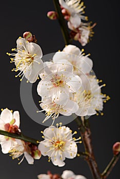 White plum bloossom