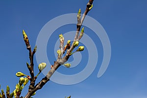 White plum blossom, beautiful white flowers of prunus tree in city garden, detailed macro close up plum branch. White plum flowers