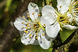 White Plum Blossom Blooming