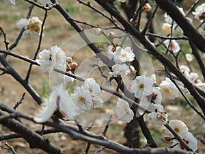 White plum blossom close up. Spring flower meihua