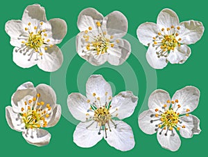 White Plum Blossom Flower on green Background. transparent file attached.
