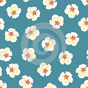 White Plum Blossom Flower Seamless on Blue Background. Vector Illustration
