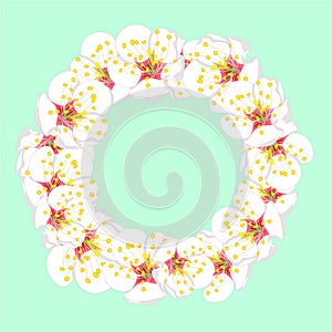 White Plum Blossom Flower Wreath isolated on Green Mint Background. Vector Illustration