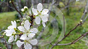 White Plum blossom flowers in the garden