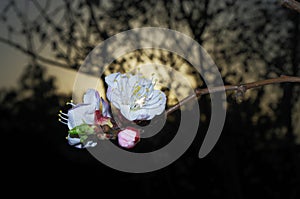 White plum blossom flowers