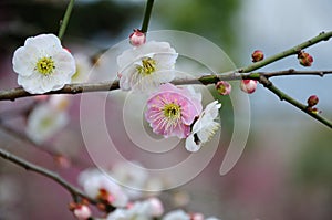 White plum blossom