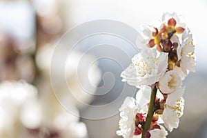 White plum blossom