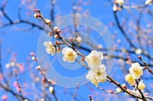 White plum blossoms.