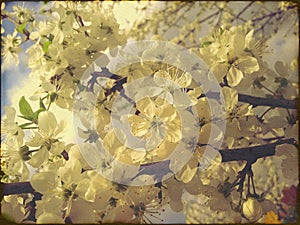 White Plum Blossoms