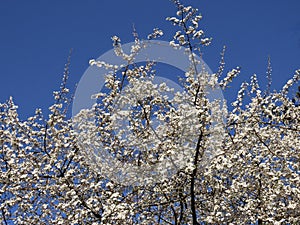 White plum blossoms background