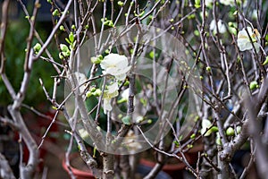 White plum blossoms blooming on branch