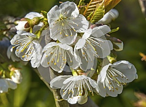 White Plum Blossoms Blooming