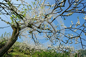 White plum blossoms blooming warmly in spring sunny day