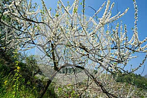 White plum blossoms blooming warmly in spring sunny day