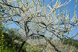 White plum blossoms blooming warmly in spring sunny day