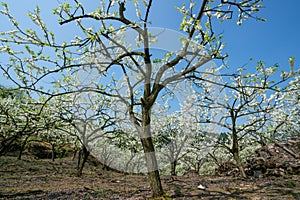 White plum blossoms blooming warmly in spring sunny day