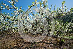 White plum blossoms blooming warmly in spring sunny day