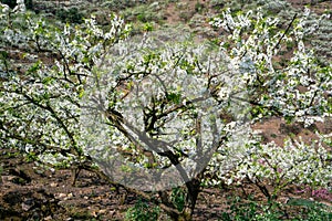 White plum blossoms blooming warmly in spring sunny day