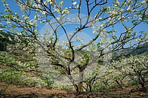 White plum blossoms blooming warmly in spring sunny day