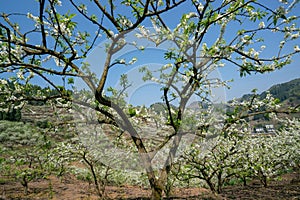 White plum blossoms blooming warmly in spring sunny day