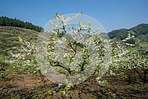 White plum blossoms blooming warmly in spring sunny day