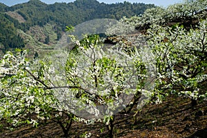 White plum blossoms blooming warmly in spring sunny day