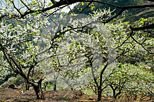 White plum blossoms blooming warmly in spring sunny day