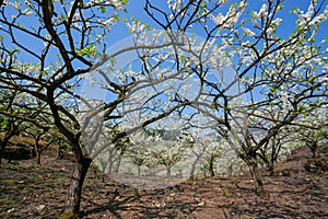 White plum blossoms blooming warmly in spring sunny day