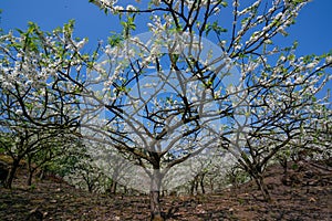 White plum blossoms blooming warmly in spring sunny day