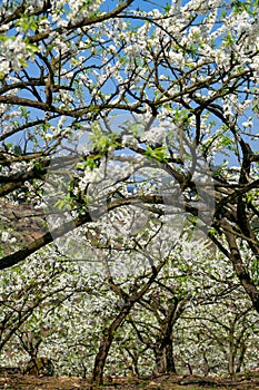 White plum blossoms blooming warmly in spring sunny day