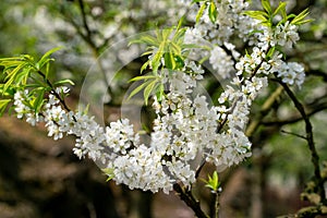 White plum blossoms blooming warmly in spring sunny day