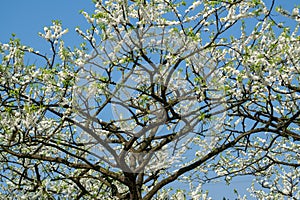 White plum blossoms blooming warmly in spring sunny day