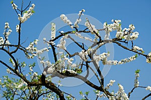 White plum blossoms blooming warmly in spring sunny day