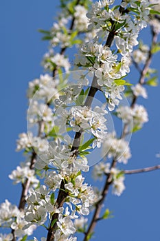 White plum blossoms blooming warmly in spring sunny day