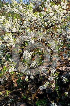 White plum blossoms blooming warmly in spring sunny day