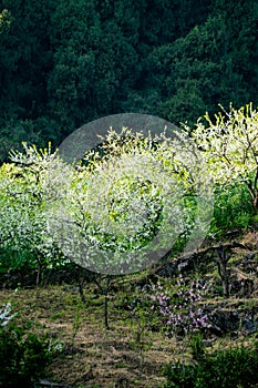 White plum blossoms blooming warmly in spring sunny day