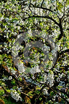 White plum blossoms blooming warmly in spring sunny day