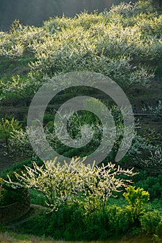 White plum blossoms blooming warmly in spring sunny day