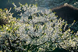 White plum blossoms blooming warmly in spring sunny day