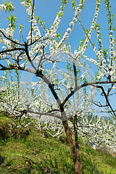 White plum blossoms blooming warmly in spring sunny day